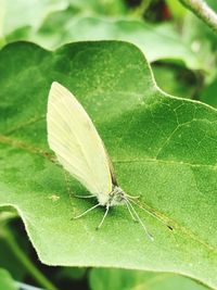 Close-up of butterfly on leaf