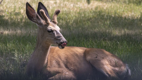 View of deer on field