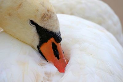 Close-up of swan preening