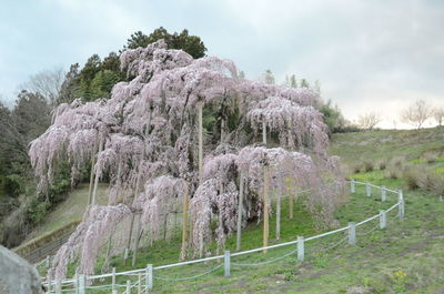 Panoramic shot of trees on field against sky