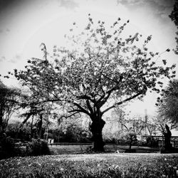 Bare trees on grassy field