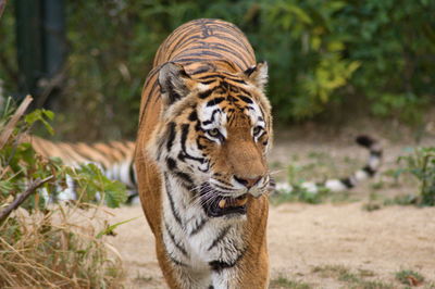 Tiger in a field