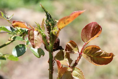 Natural life and rosewood bud in the plateau 