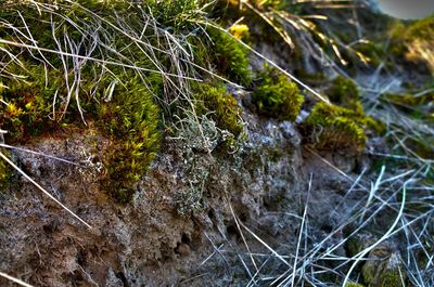 Close-up of plant in water