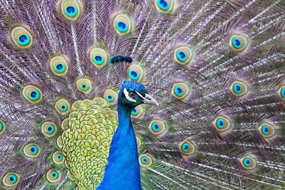 Close-up of peacock