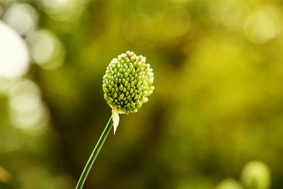 Close-up of flowering plant