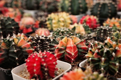 Close-up of cactus  for sale