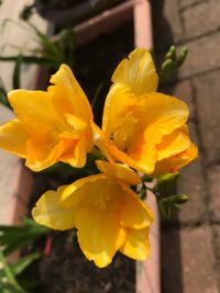 Close-up of yellow flowers blooming outdoors