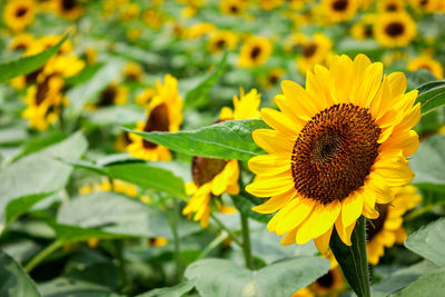 Close-up of yellow sunflower