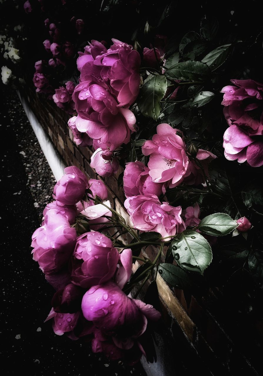 HIGH ANGLE VIEW OF PINK FLOWERING PLANTS