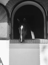 Portrait of horse in stable