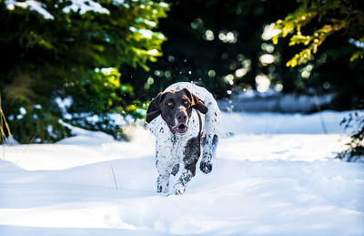 Dog on snow covered landscape