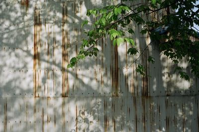 Close-up of plants