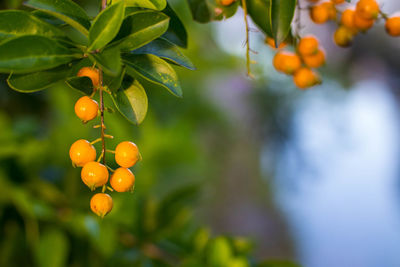 Close-up of berries growing on tree