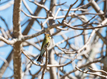 Low angle view of bird perching on branch