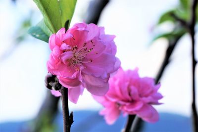 Close-up of pink cherry blossom