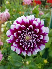 Close-up of flowers blooming outdoors