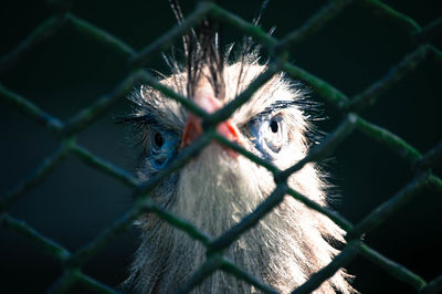 Close-up of owl in cage