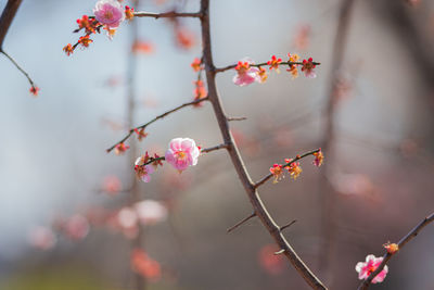Close-up of pink cherry blossoms on branch