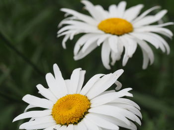 Close-up of daisy flowers