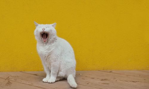 White cat sitting on yellow wall