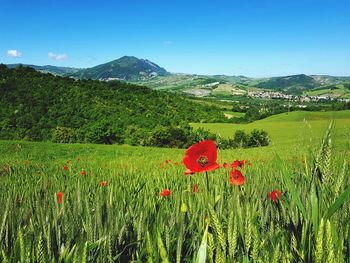 Red poppies on field by mountain against sky