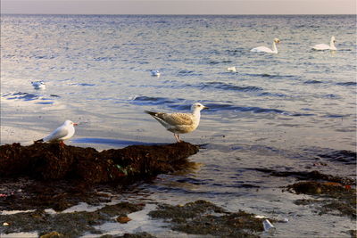 Seagulls perching on sea shore