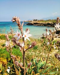 Close-up of plants by sea against sky