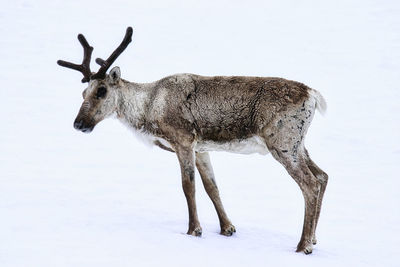 Deer standing on snow covered land