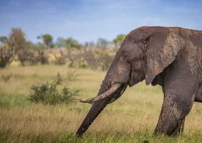 Side view of elephant on land