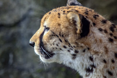 Close-up of a cat