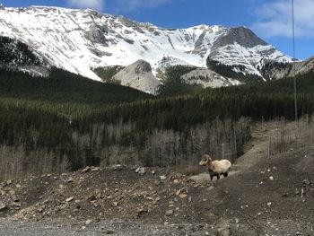 View of sheep on snow covered mountain