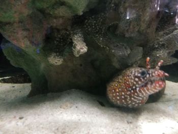 Close-up of fish underwater