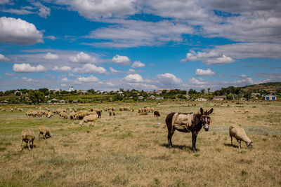 Horses grazing on field against sky