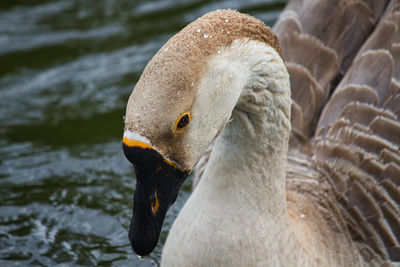 Close-up of a goose who just took a dip into the water