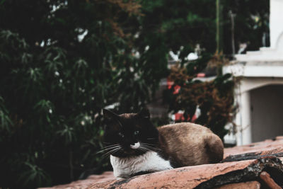 Portrait of cat looking at camera