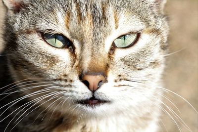 Close-up portrait of cat