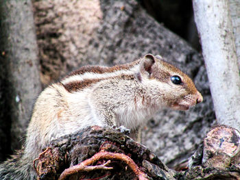 Close-up of squirrel