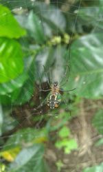 Close-up of spider on web