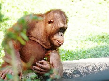 Close-up of chimpanzee