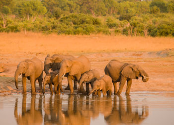 Elephants in the savanna of in zimbabwe, south africa