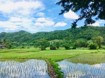 Scenic view of agricultural field against sky