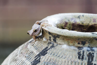 Close-up of frog