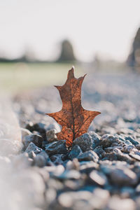 Close-up of maple leaf on pebbles