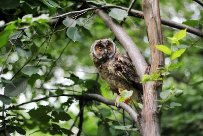 Portrait of a bird on branch