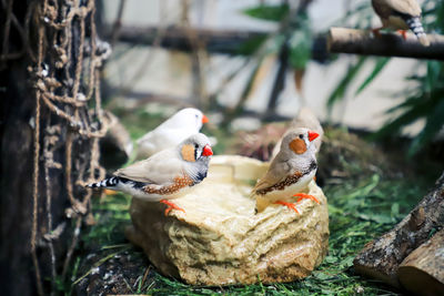 Close-up of birds in water