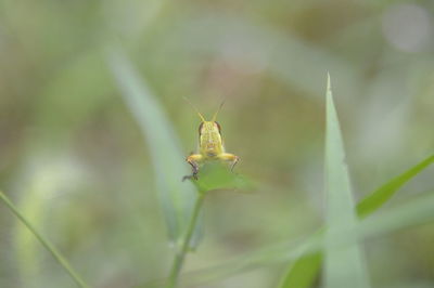 Close-up of insect on plant