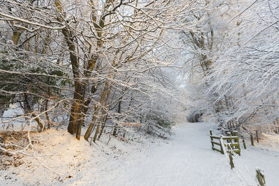 Snow covered trees on land