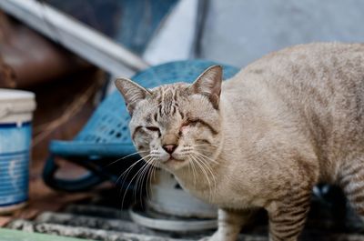 Close-up of tabby cat