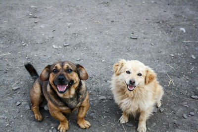 Black and white dogs smiling at the camera and staying on theground - happy dogs sitting down